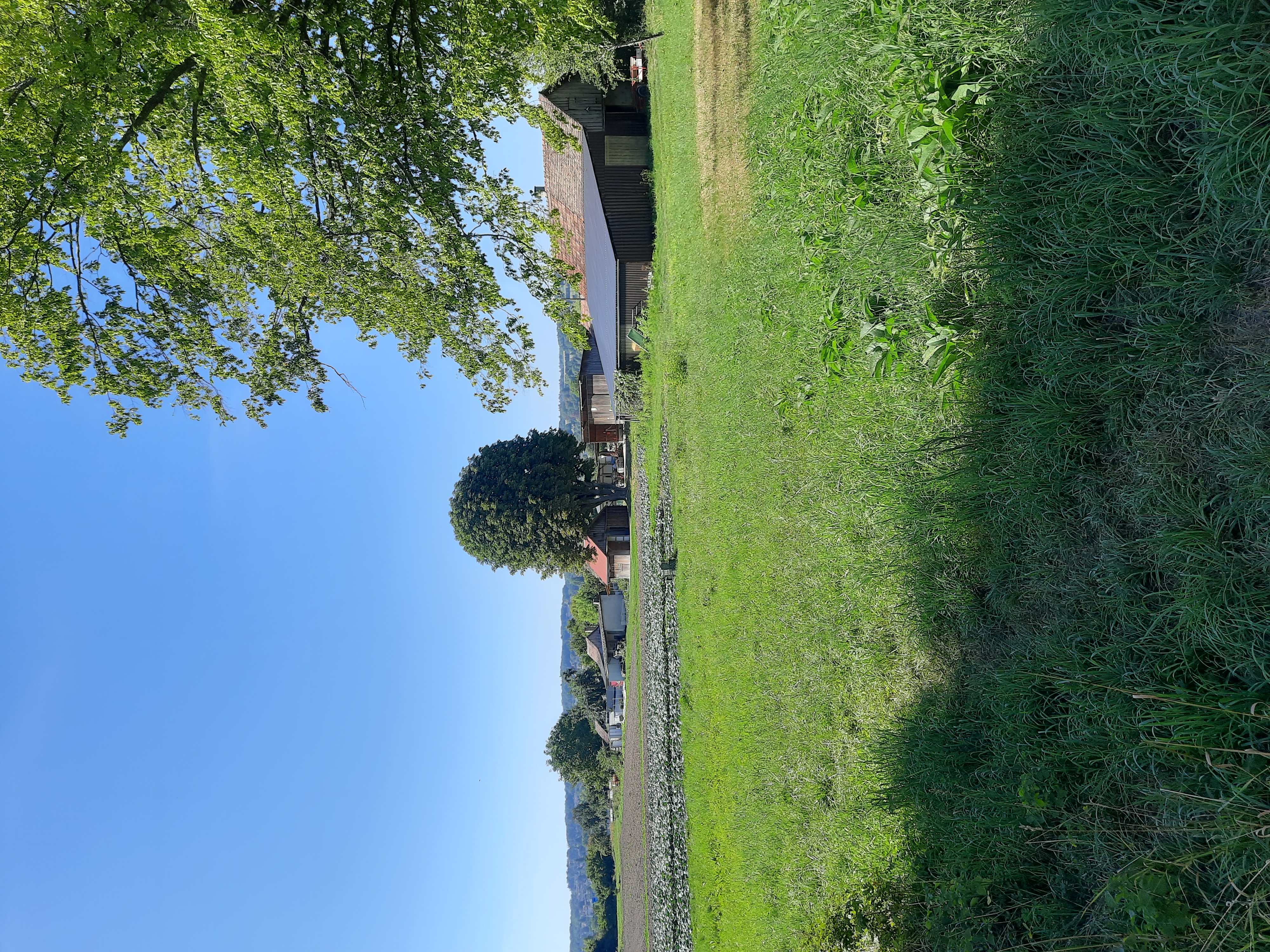 Feld