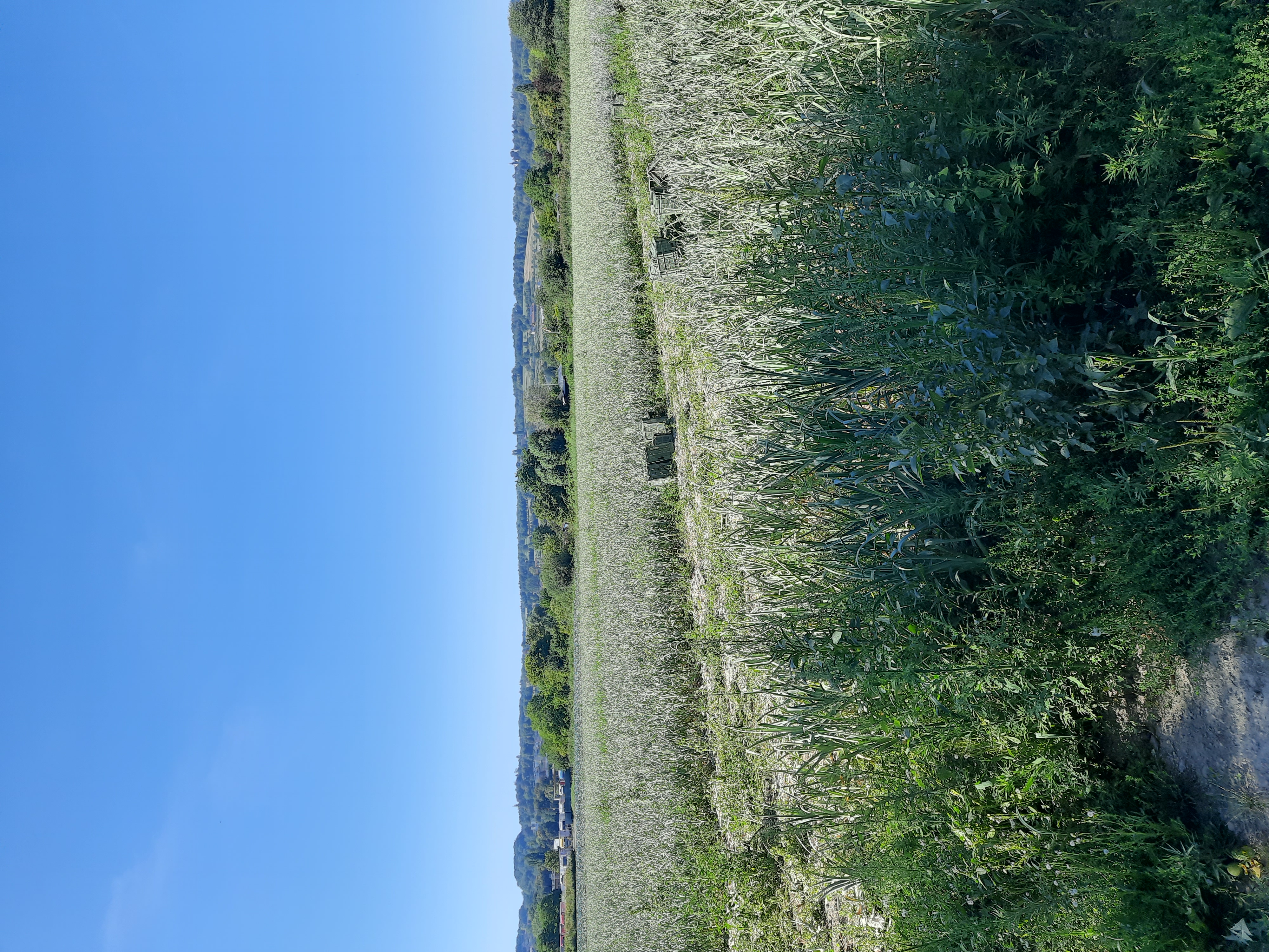 Reifes Feld
