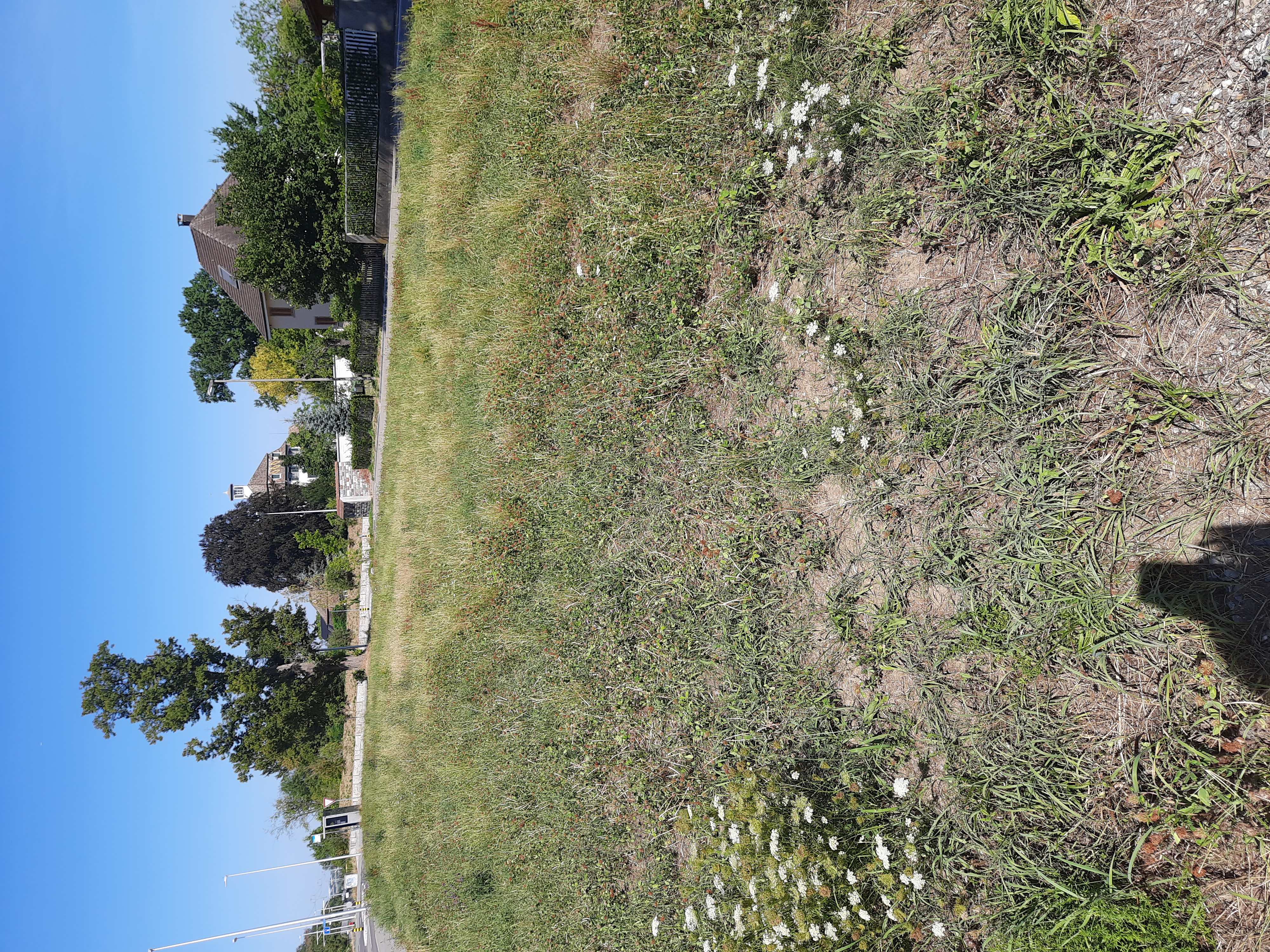 Sommerwiese am
Stadtrand