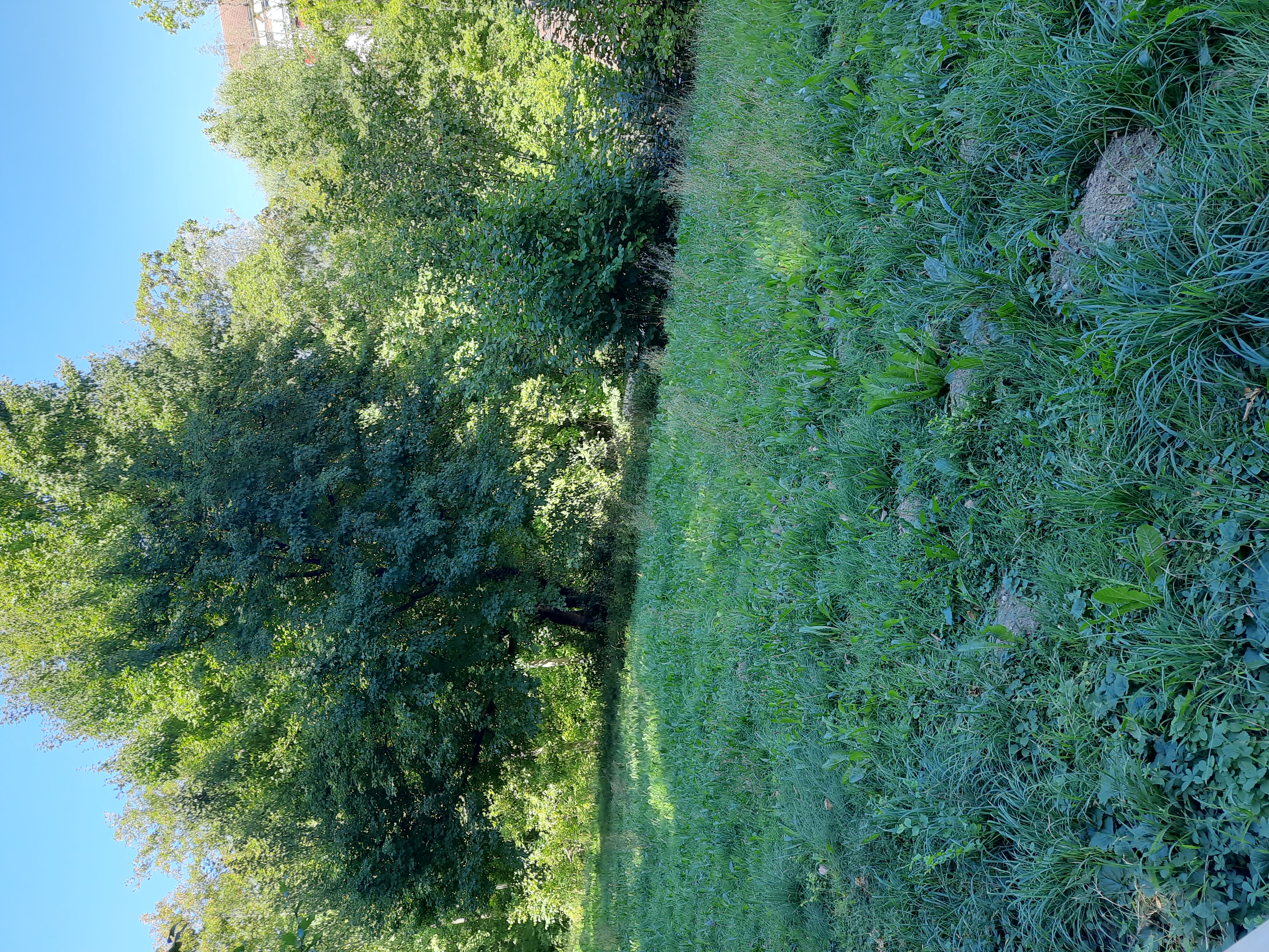 Waldrand