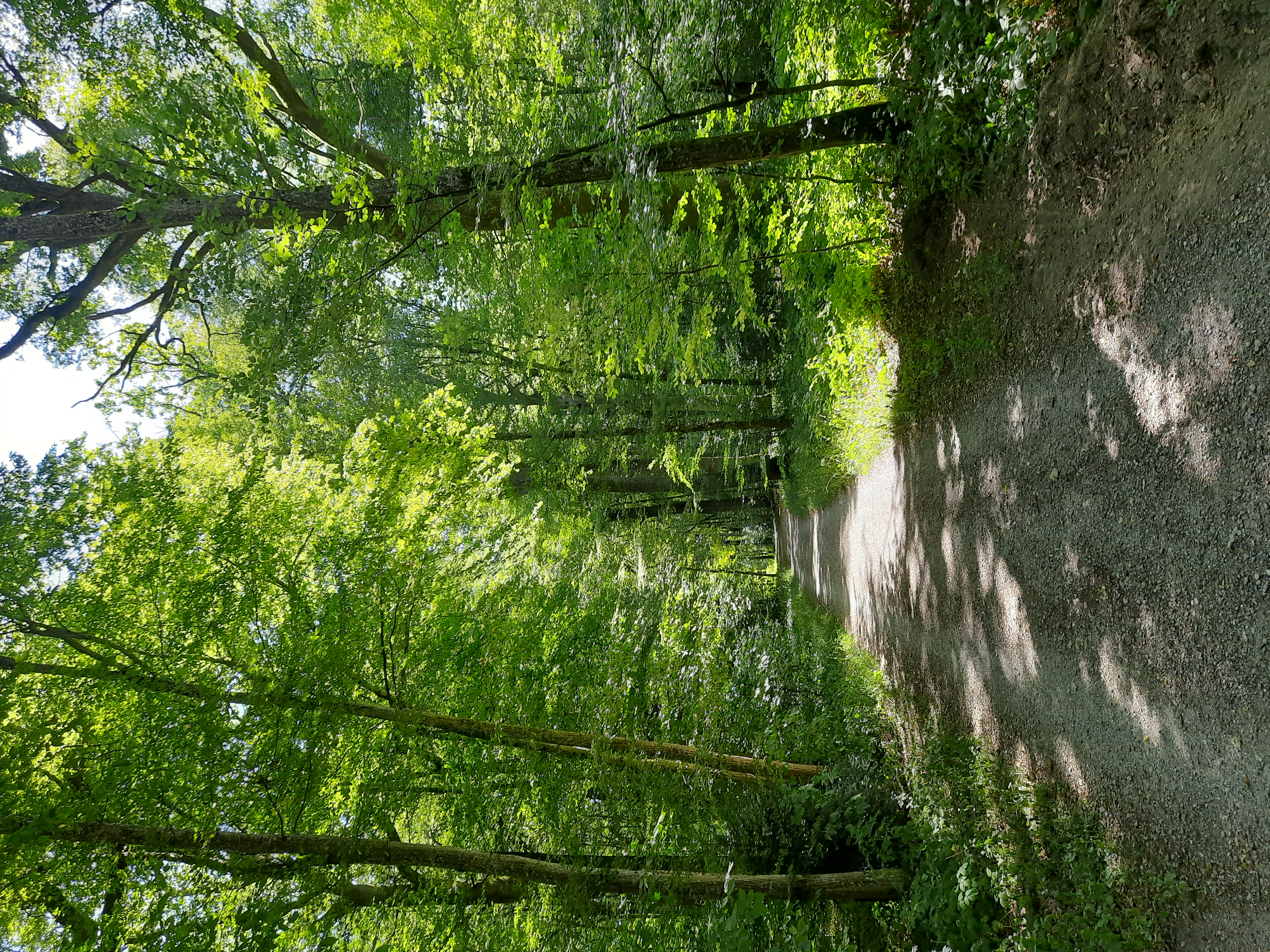 Im Wald